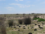 Well camouflaged family of ostriches