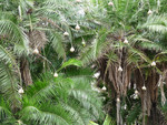 Weavers' nests in the palms