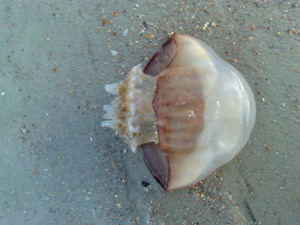 jelly on Amelia Island