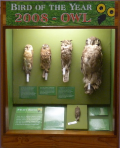 owls