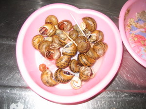 snails